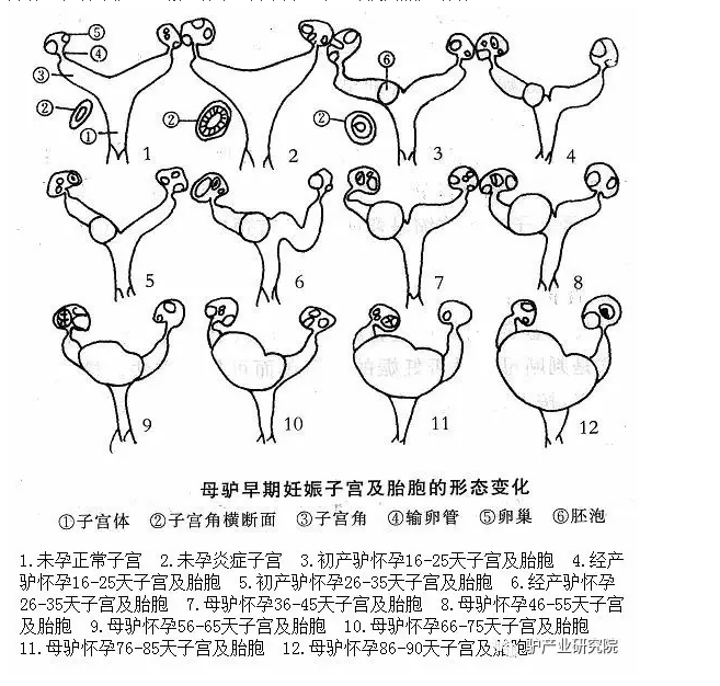 獸用B超機,獸用b超,獸用孕檢B超,母驢早期妊娠子宮及胎胞的形態變化圖